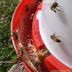 Bees feeding Sugar water